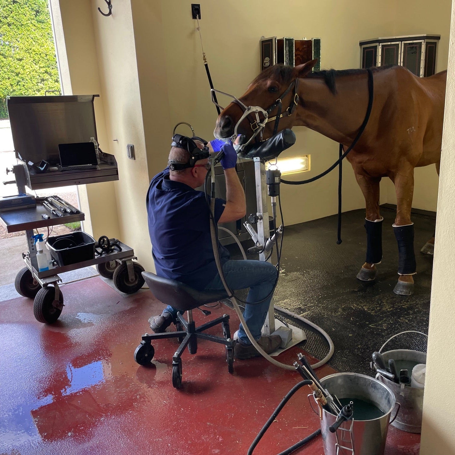 Why Equine Dentistry Matters for Comfort, Performance, and Bit Fit: An Interview with Equine Dental Practitioner Mike Lawrence