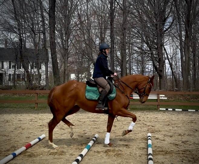 Young chestnut filly working over poles
