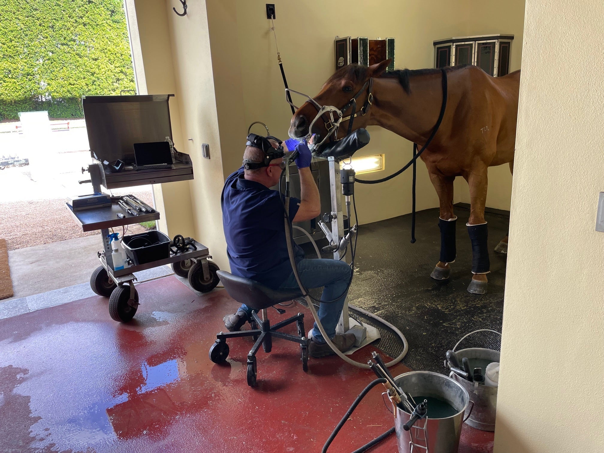 Why Equine Dentistry Matters for Comfort, Performance, and Bit Fit  An Interview with Equine Dental Practitioner Mike Lawrence