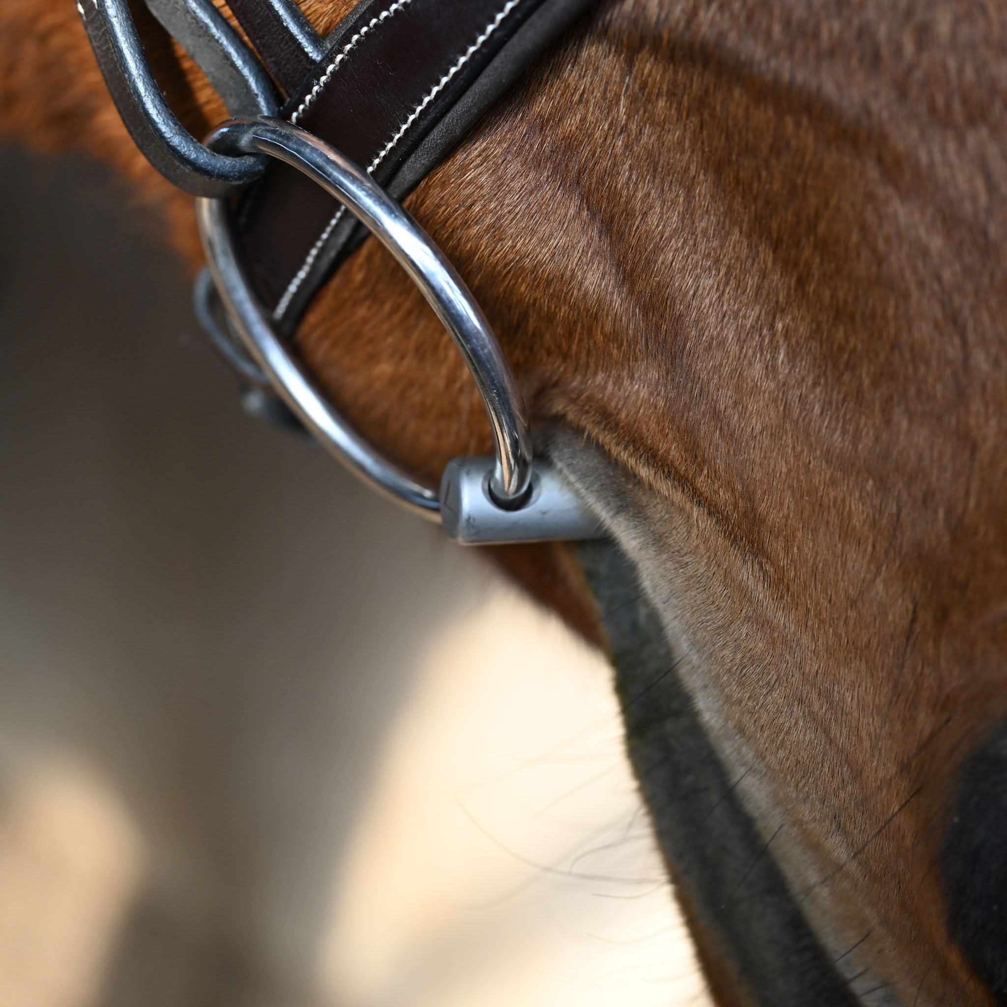 Why Understanding Your Horse's Mouth Anatomy is Essential for Better Riding and Bit Fitting