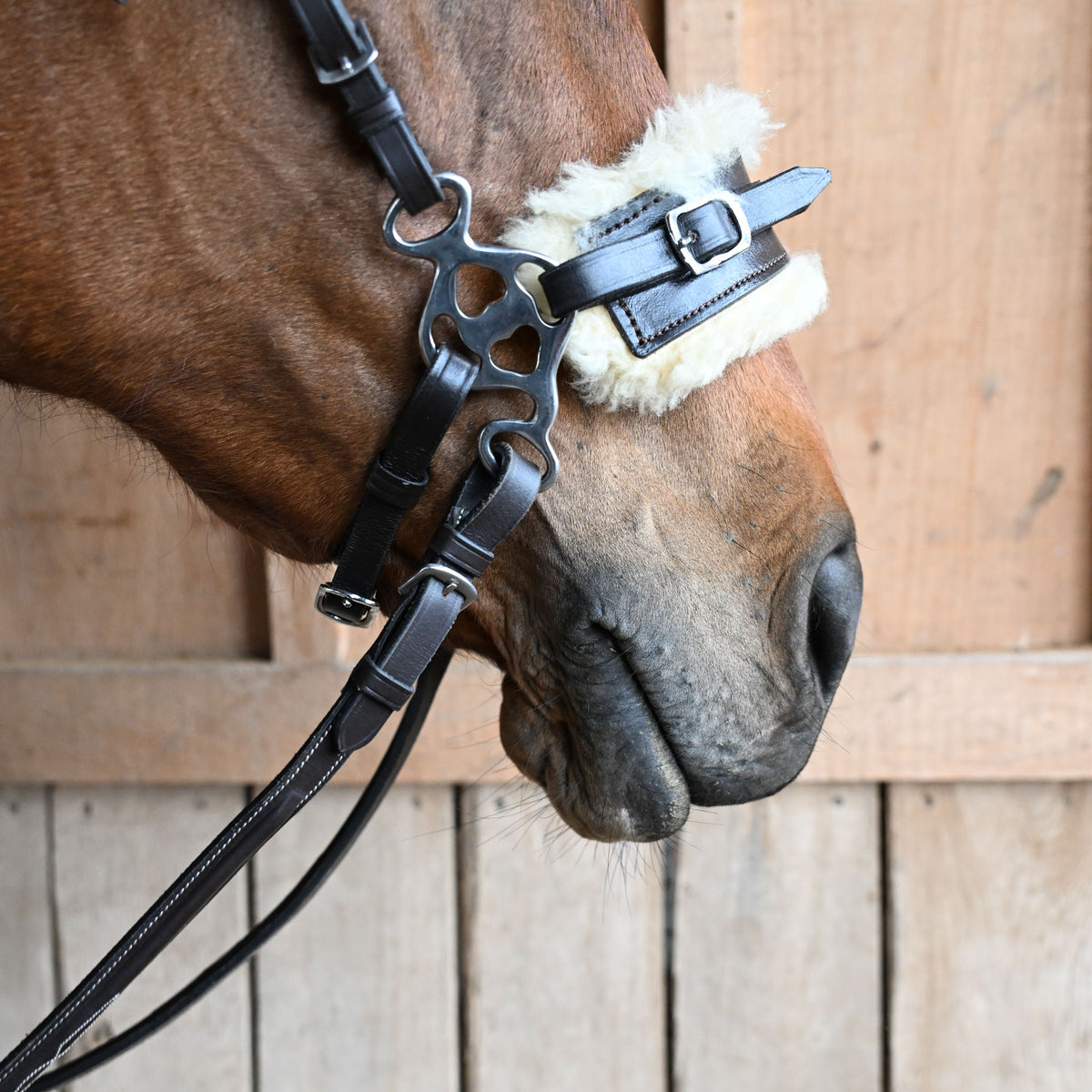Bitless & Hackamore Bits | Agador's Bits