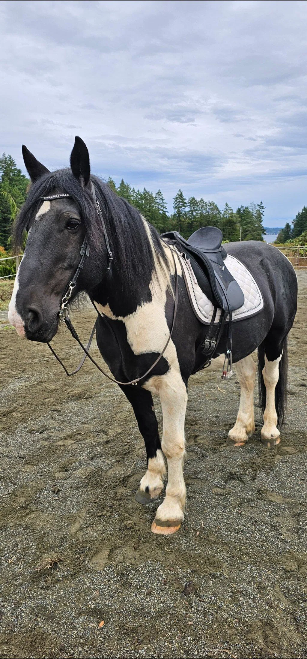 Black and white horse wearing an Agador's bit
