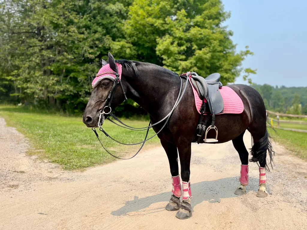 Black horse wearing pink tack
