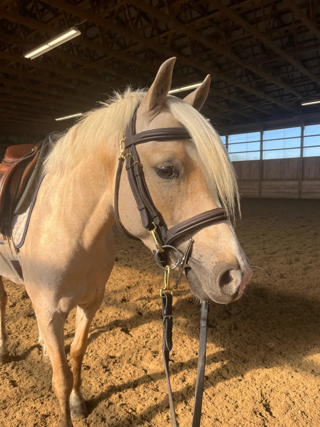 Palomino horse wearing a full cheek bit